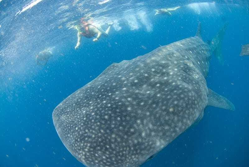 Cancún: Swim with Whale Sharks - Who should book this trip, and who should skip it