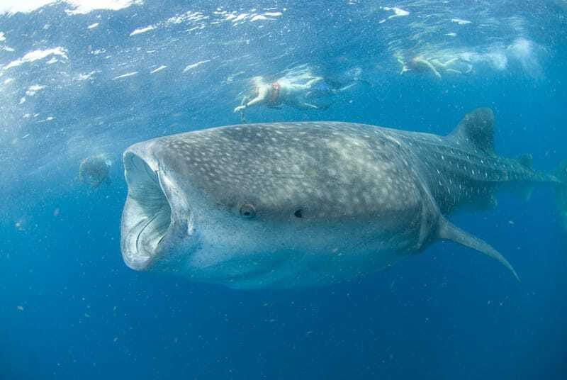 Cancún: Swim with Whale Sharks - What to pack: sunscreen limits, long sleeves, and seasickness basics