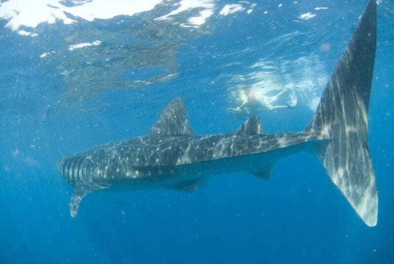 Cancún: Swim with Whale Sharks - Final call: should you book the Cancun whale shark swim?