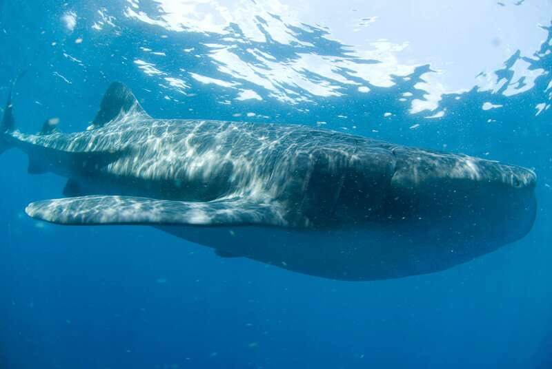 Cancún: Swim with Whale Sharks - The safety briefing, snorkel gear, and how the swim turns work