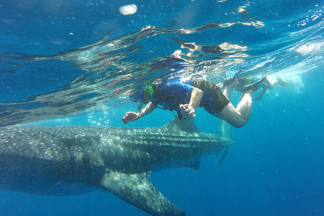 Cancun Whale Shark Encounter - Key things that make this tour worth your attention