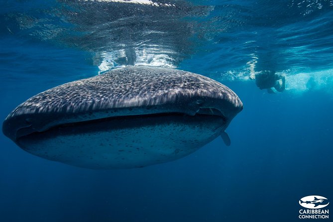 Cancun Whale Shark Encounter - Whale sharks near Punta Sam, with responsible rules that actually help