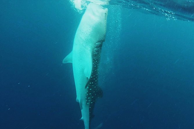 Cancun Whale Shark Encounter - Price check: what $210 buys, plus the extra $20 you should budget
