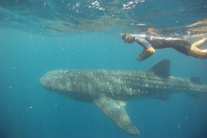 Cancun Whale Shark Encounter - Who this tour suits best, and who should skip