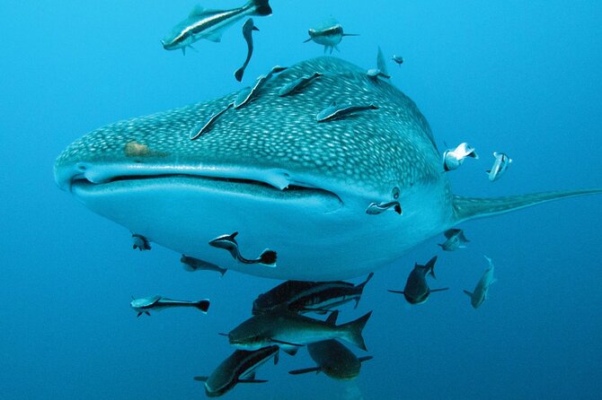 Cancun Whale Shark Encounter - FAQ