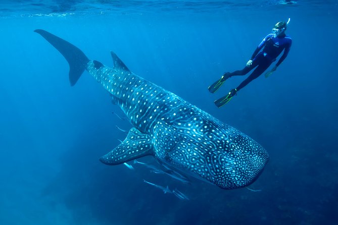 Cancun Whale Shark Encounter - The half-day flow: Punta Sam ferry terminal to Playa Norte on Isla Mujeres