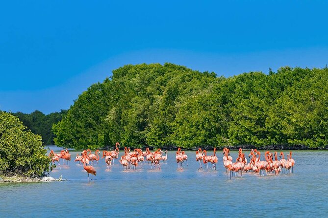 Celestun Beach and Mangrove Boat Ride from Merida - Celestun Beach: 7 hours to swim, rest, or wander
