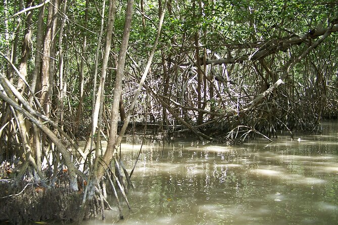Celestun Beach and Mangrove Boat Ride from Merida - Group size and comfort: what can affect your day