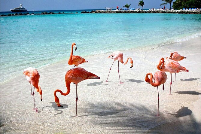Celestun Beach and Mangrove Boat Ride from Merida - Best time and best expectations for flamingos