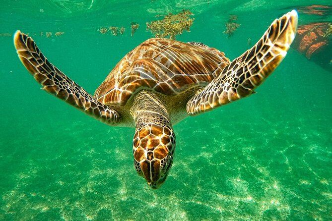 Cenote and Swimming with Turtles Private Tour in Akumal - Key highlights you should plan around
