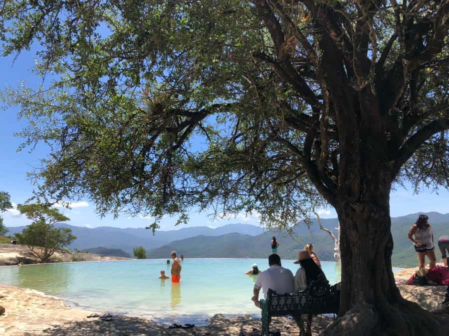 Check out Hierve el Agua, Mitla, the Tule Tree, Rugs, and a Mezcal Distillery Tour - Tree of Tule: a 30-minute stop with one big payoff