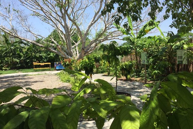 Chocolate Tour in Vallarta - Who should book this chocolate tour in Puerto Vallarta?
