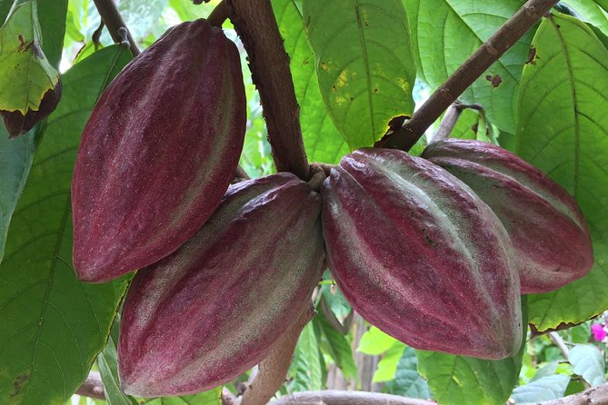 Chocolate Tour in Vallarta - The history lesson, cacao’s long route from Nayarit to your cup