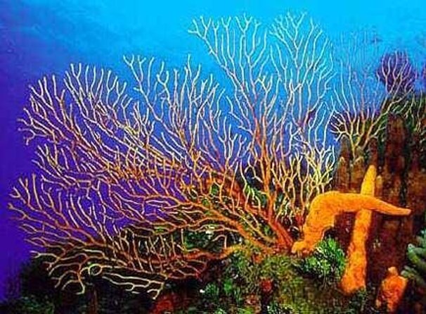 Cielito Cozumel: Mexican Caribbean Snorkeling Tour - Key things to know before you go