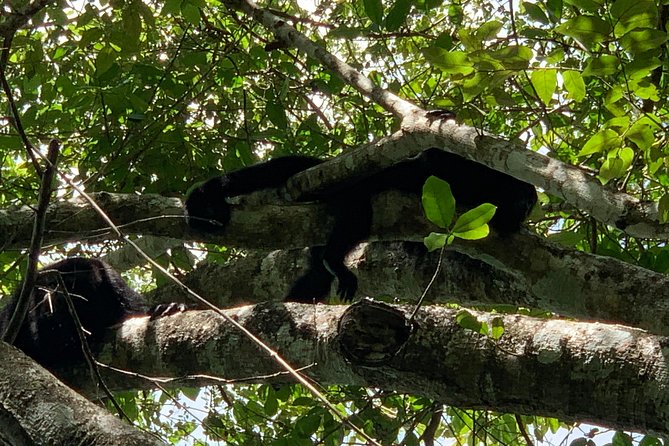 Coba Ruins and Punta Laguna Monkey Reserve Day Tour from Tulum - Who should book this Coba and Punta Laguna adventure