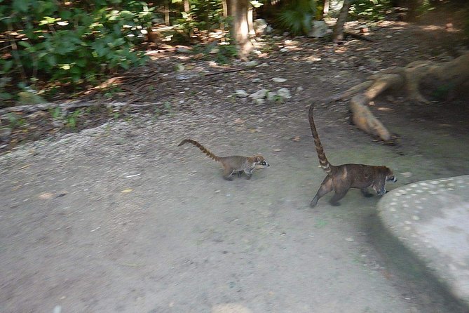 Cobá Ruins Tour (Private, Half Day) - How the Jungle Approach Works: Walking vs. Cycling Through the Site