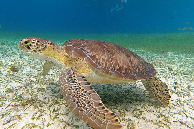 Colombia, Palancar & Cielo Cozumel Snorkel Tour - Colombia Reef and Palancar Reef: Where the Action Often Lives