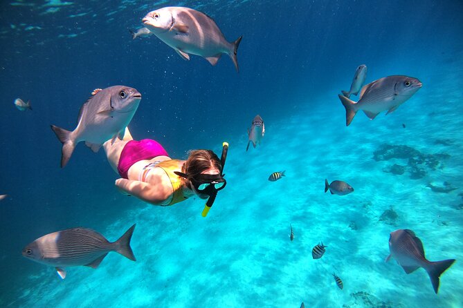 Colombia, Palancar & Cielo Cozumel Snorkel Tour - Turtle Sanctuary and the Sandbar Finish: The Part You Remember