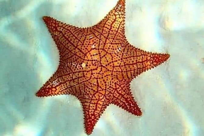 Colombia, Palancar & Cielo Cozumel Snorkel Tour - Snacks, Drinks, and Ceviche: What Is Included and What It Feels Like