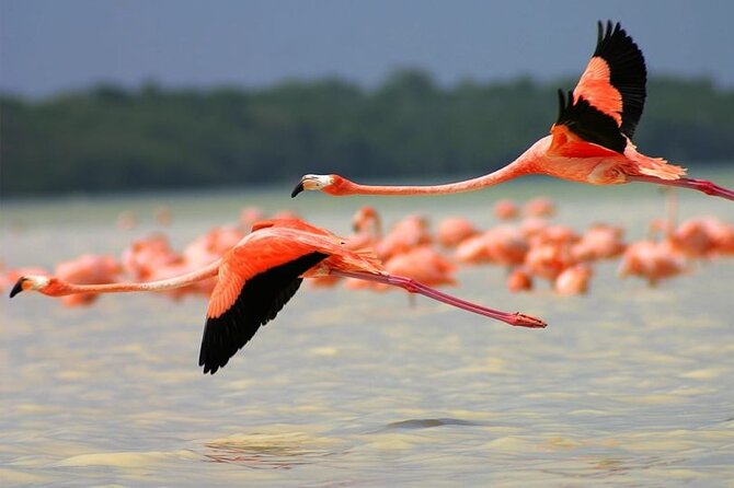 Coloradas Pink Lagoon Adventure from Playa del Carmen and Riviera Maya - Crocodiles and cenotes: what else often fills the schedule