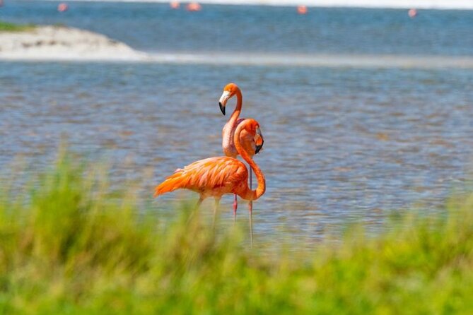 Coloradas Pink Lagoon Adventure from Playa del Carmen and Riviera Maya - Value check: what’s included, what’s extra, and what you should pack