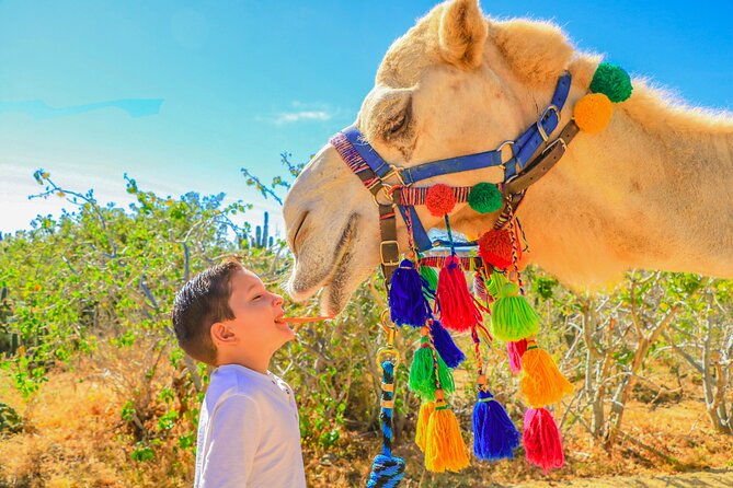 Combo Off Road 4x4 UTV Camel Ride Lunch and Tequila Tasting - Who this tour fits best (and who should skip)