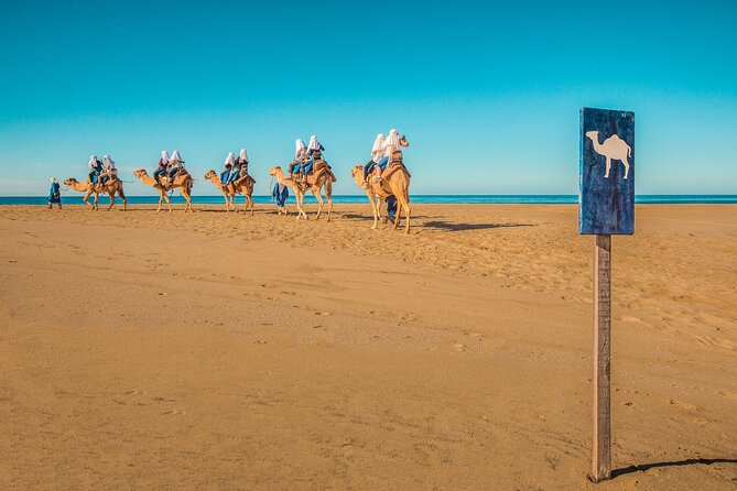 Combo Off Road 4x4 UTV Camel Ride Lunch and Tequila Tasting - Should you book the UTV, camel, lunch, and tequila combo?