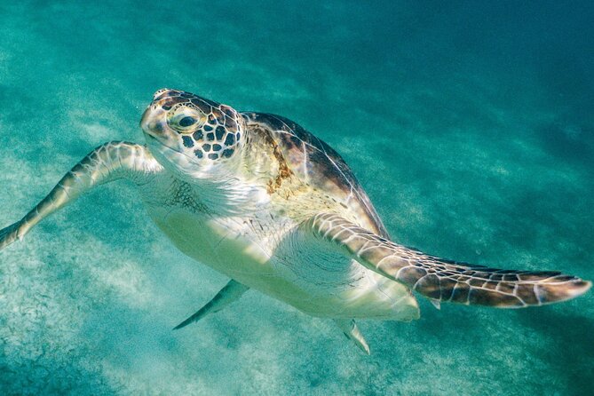 Costa Maya Snorkel Tour - Costa Maya Snorkel: What Makes This Mahahual Reef Trip Worth It