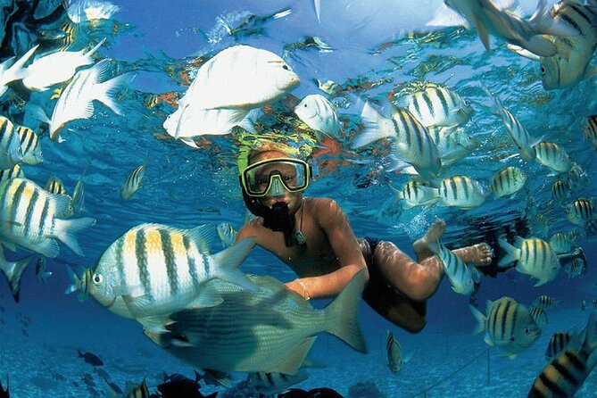 Costa Maya Snorkel Tour - The Reef You’re Chasing: Marine Life Highlights in Costa Maya