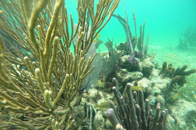 Costa Maya, snorkeling on the reef with fish, looking for turtles - Small-Group Setup in Mahahual (Max 15) and Why It Matters