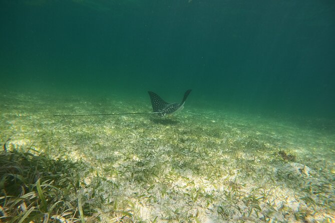 Costa Maya, snorkeling on the reef with fish, looking for turtles - Turtle Hunt Rules: The 20-Minute Extra Time Plan