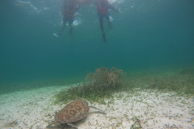 Costa Maya, snorkeling on the reef with fish, looking for turtles - Photos Are Included (GoPro) and That’s a Real Money Saver