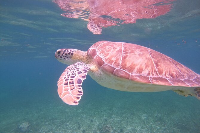 Costa Maya, snorkeling on the reef with fish, looking for turtles - Bluetooth Audio and the “Listen While You Learn” Bonus
