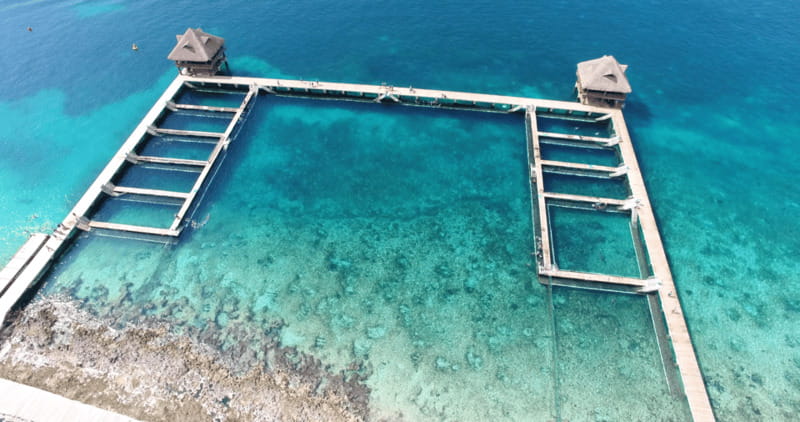 Cozumel: Dolphin Royal Connection and Manatee Interaction - What you will feel in the water, and what to watch for