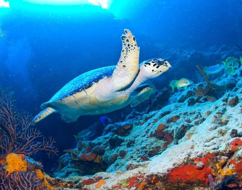 Cozumel: El Cielo & Palancar Snorkel with Open Bar & Ceviche - Price and Value: $72 Plus the $5 Port Fee