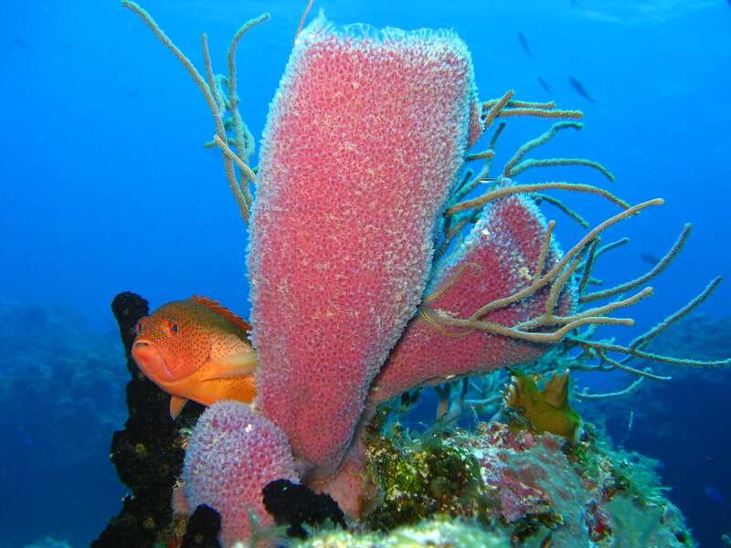 Cozumel: El Cielo & Palancar Snorkel with Open Bar & Ceviche - El Cielo Snorkeling: The Shallow Water Starfish Moment