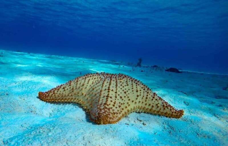 Cozumel: El Cielo & Palancar Snorkel with Open Bar & Ceviche - Boat Time, Music, and How the Crew Keeps It Comfortable