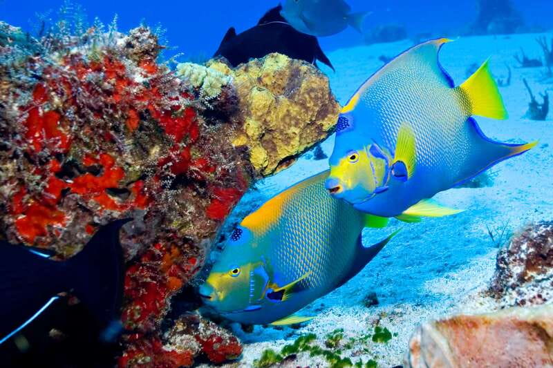 Cozumel: El Cielo & Palancar Snorkel with Open Bar & Ceviche - Gear, What to Bring, and Sunscreen Strategy