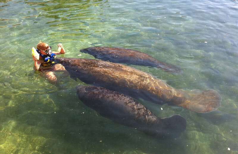Cozumel: Manatee Encounter, Chankanaab Admission and Buffet - Why this Cozumel manatee encounter is such a good fit