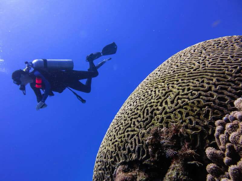 Cozumel: One Tank Scuba Dive and Full Chankanaab Park Access - Practical Tips for First-Timers in Cozumel