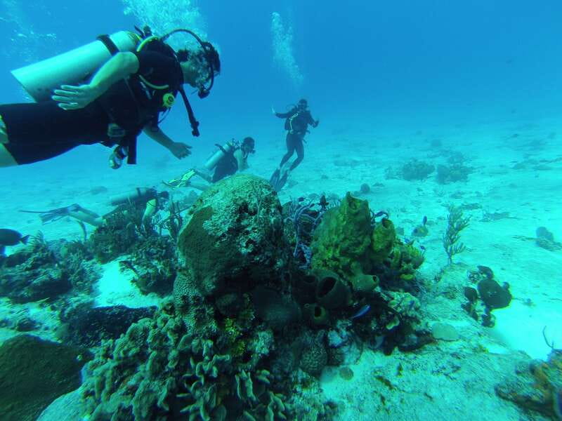 Cozumel: One Tank Scuba Dive and Full Chankanaab Park Access - What You’ll See Underwater: Caves, Sculptures, Fish, and Big Moments