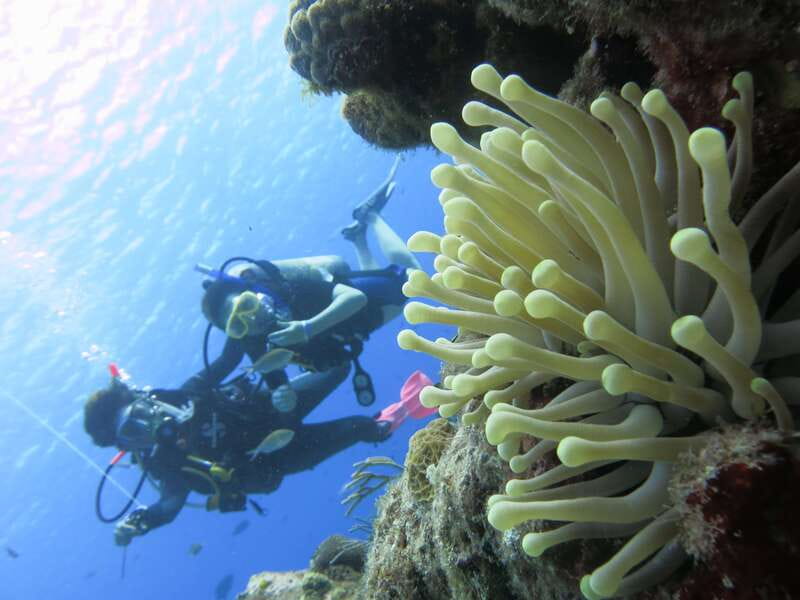 Cozumel: One Tank Scuba Dive and Full Chankanaab Park Access - Price and Value: What $63 Really Buys You, Plus the $11 Fee