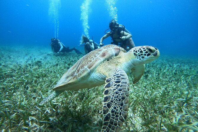 Cozumel Scuba Dive at Chankanaab - Chankanaab Reef: Why this intro scuba works so well