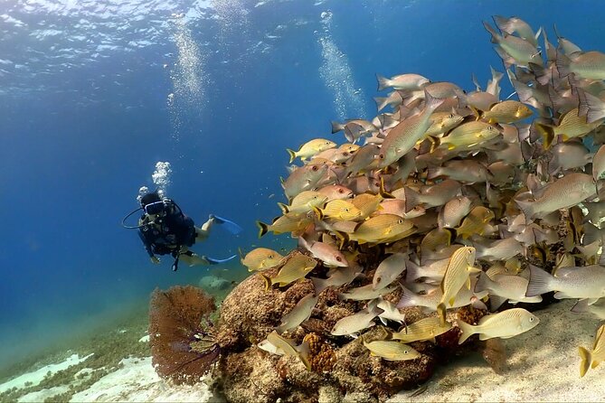 Cozumel Scuba Dive at Chankanaab - One-tank route: from Chankanaab Reef to the Balones area