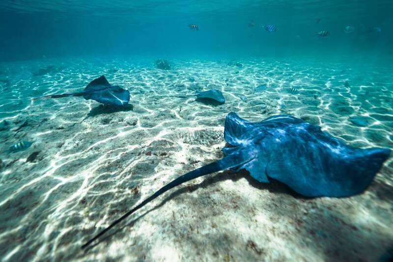 Cozumel: Snorkel and Swim with Stingrays - Stingray Beach Cozumel, and why the timing works