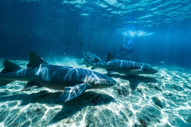 Cozumel: Snorkel and Swim with Stingrays - The waist-deep stingray encounter: feeding time and that gentle touch