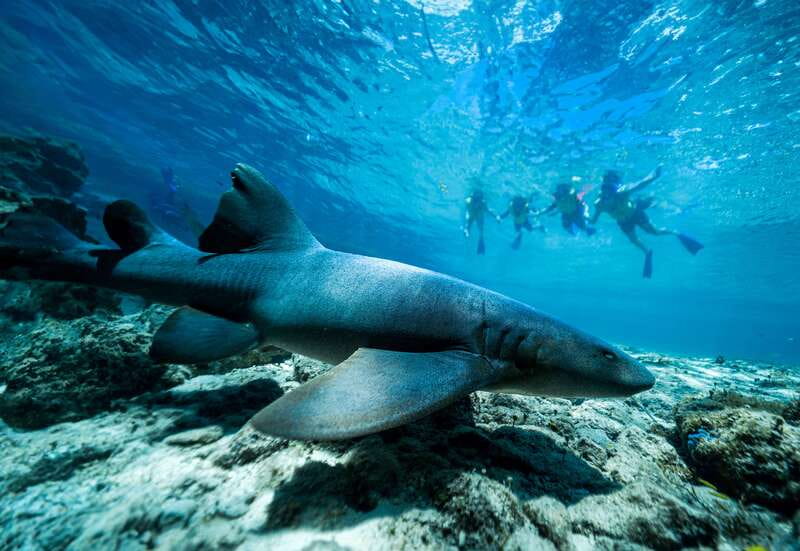 Cozumel: Snorkel and Swim with Stingrays - Price and value: $58 for 2 hours, plus gear and a guide