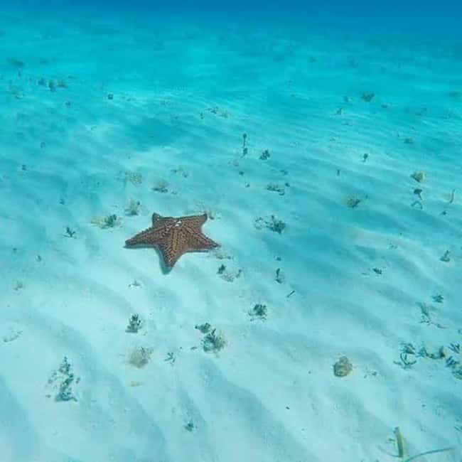 Cozumel: snorkeling on reefs + visit to "El Cielo" - The ride experience: snacks, drinks, and shaded comfort