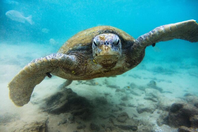 Cozumel Snorkeling Tour at Palancar & Colombia Reefs and El Cielo - Key things I’d mark on your to-do list