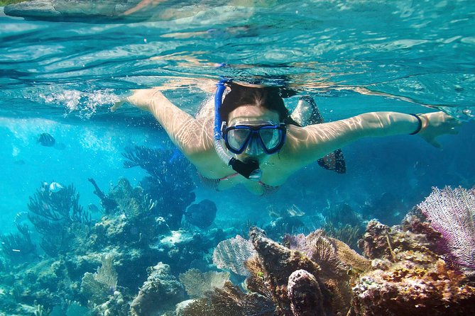 Cozumel Snorkeling Tour at Palancar & Colombia Reefs and El Cielo - The reef lineup: Colombia and Palancar first, El Cielo to end